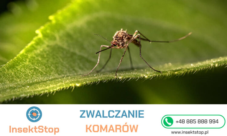 odkomarzanie InsektStop